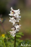 Corydalis cava + Corydalis solida