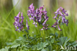 Holwortel + Vingerhelmbloem (Corydalis cava + Corydalis solida)