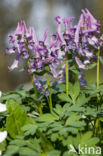 Holwortel + Vingerhelmbloem (Corydalis cava + Corydalis solida)