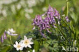 Holwortel + Vingerhelmbloem (Corydalis cava + Corydalis solida)