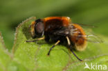 Hommelbijvlieg (Eristalis intricaria)