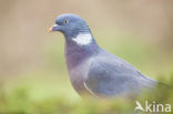 Wood Pigeon