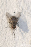 house fly (Musca domestica)