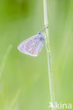 Icarusblauwtje (Polyommatus icarus)