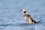 Long-tailed Duck