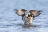 Long-tailed Duck