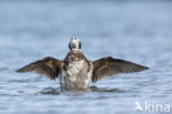 Long-tailed Duck
