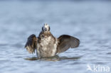 Long-tailed Duck