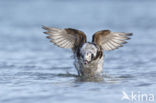 Long-tailed Duck