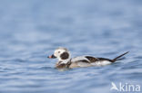 Long-tailed Duck