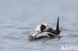 Long-tailed Duck