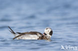 Long-tailed Duck