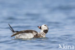 Long-tailed Duck