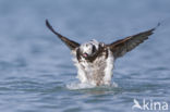 Long-tailed Duck