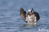 Long-tailed Duck