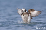 Long-tailed Duck