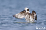 Long-tailed Duck