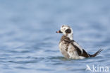 Long-tailed Duck