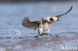 Long-tailed Duck