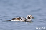 Long-tailed Duck