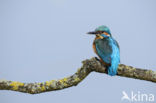 Kingfisher (Alcedo atthis)