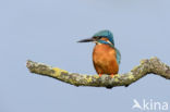 Kingfisher (Alcedo atthis)