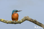 Kingfisher (Alcedo atthis)