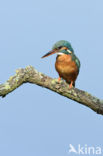 Kingfisher (Alcedo atthis)