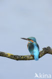 Kingfisher (Alcedo atthis)