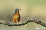 Kingfisher (Alcedo atthis)