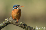 Kingfisher (Alcedo atthis)