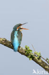 Kingfisher (Alcedo atthis)
