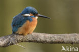 IJsvogel (Alcedo atthis)