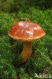 Kastanjeboleet (Boletus badius)