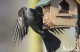 Eurasian Jackdaw (Corvus monedula)