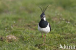 Lapwing (Vanellus vanellus)