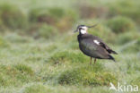 Lapwing (Vanellus vanellus)