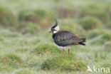 Lapwing (Vanellus vanellus)