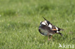 Lapwing (Vanellus vanellus)