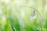 Klein geaderd witje (Pieris napi)