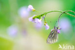 Klein geaderd witje (Pieris napi)