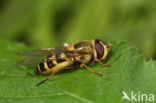 Kleine bandzwever (Syrphus vitripennis)