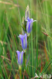 Marsh Gentian (Gentiana pneumonanthe)