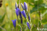 Marsh Gentian (Gentiana pneumonanthe)