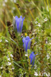 Klokjesgentiaan (Gentiana pneumonanthe)