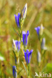 Marsh Gentian (Gentiana pneumonanthe)