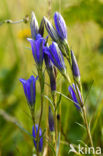 Marsh Gentian (Gentiana pneumonanthe)