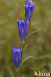 Marsh Gentian (Gentiana pneumonanthe)