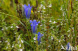 Marsh Gentian (Gentiana pneumonanthe)