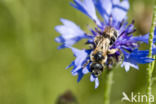 Knautiabij (Andrena hattorfiana)